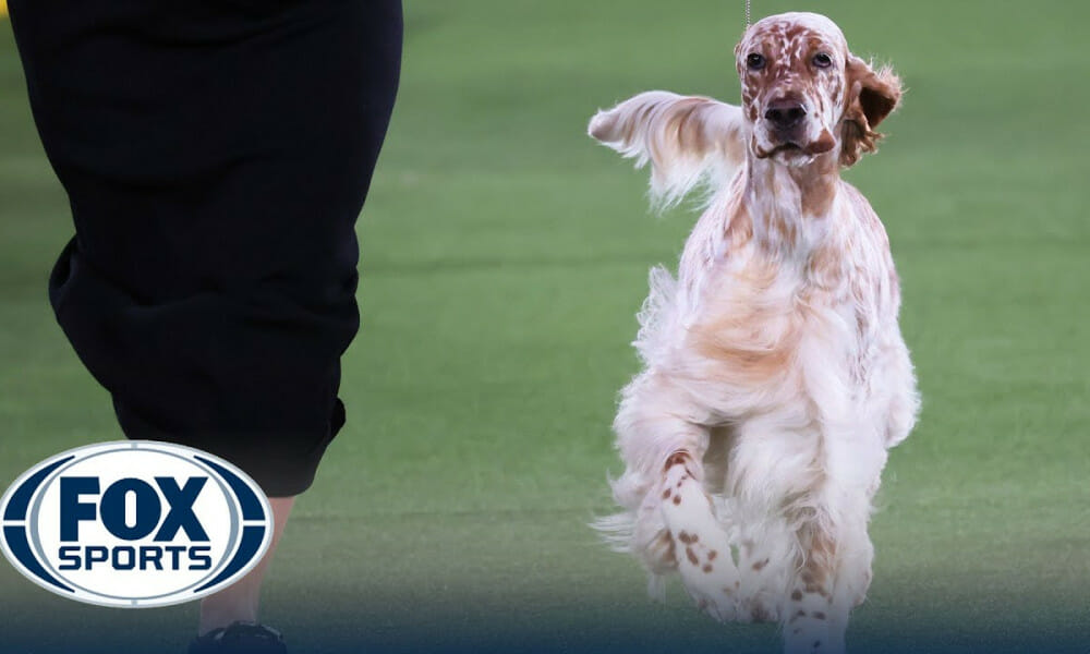 Belle the English Setter wins the Sporting Group Westminster Kennel