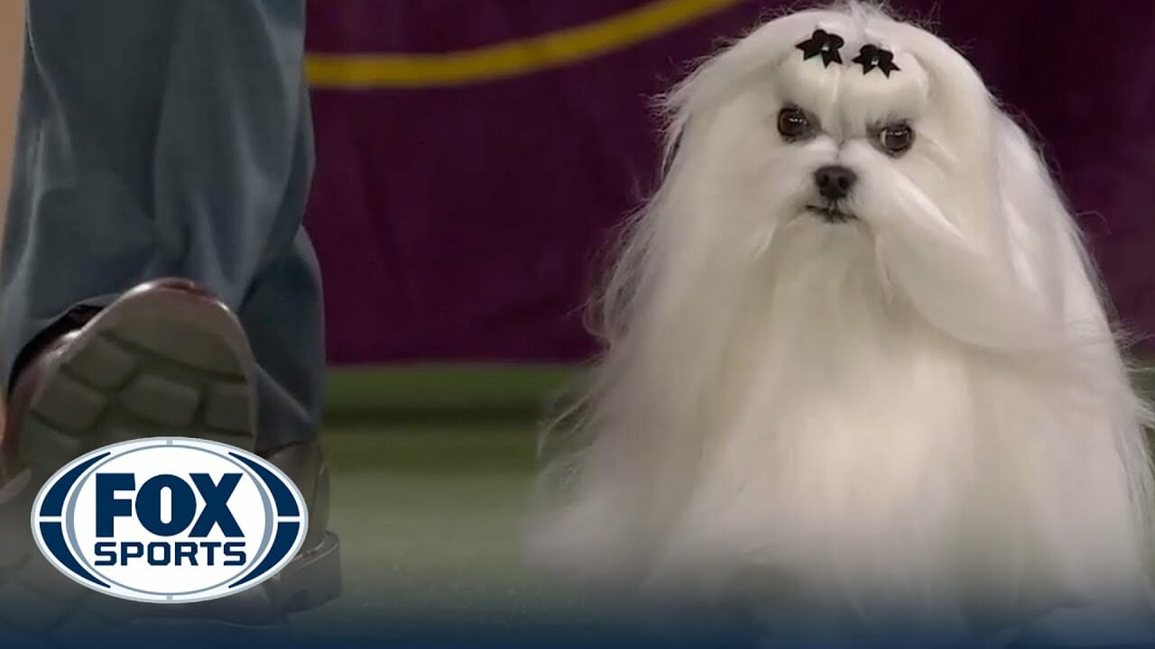 Hollywood the Maltese wins the Toy Group Westminster Kennel Club