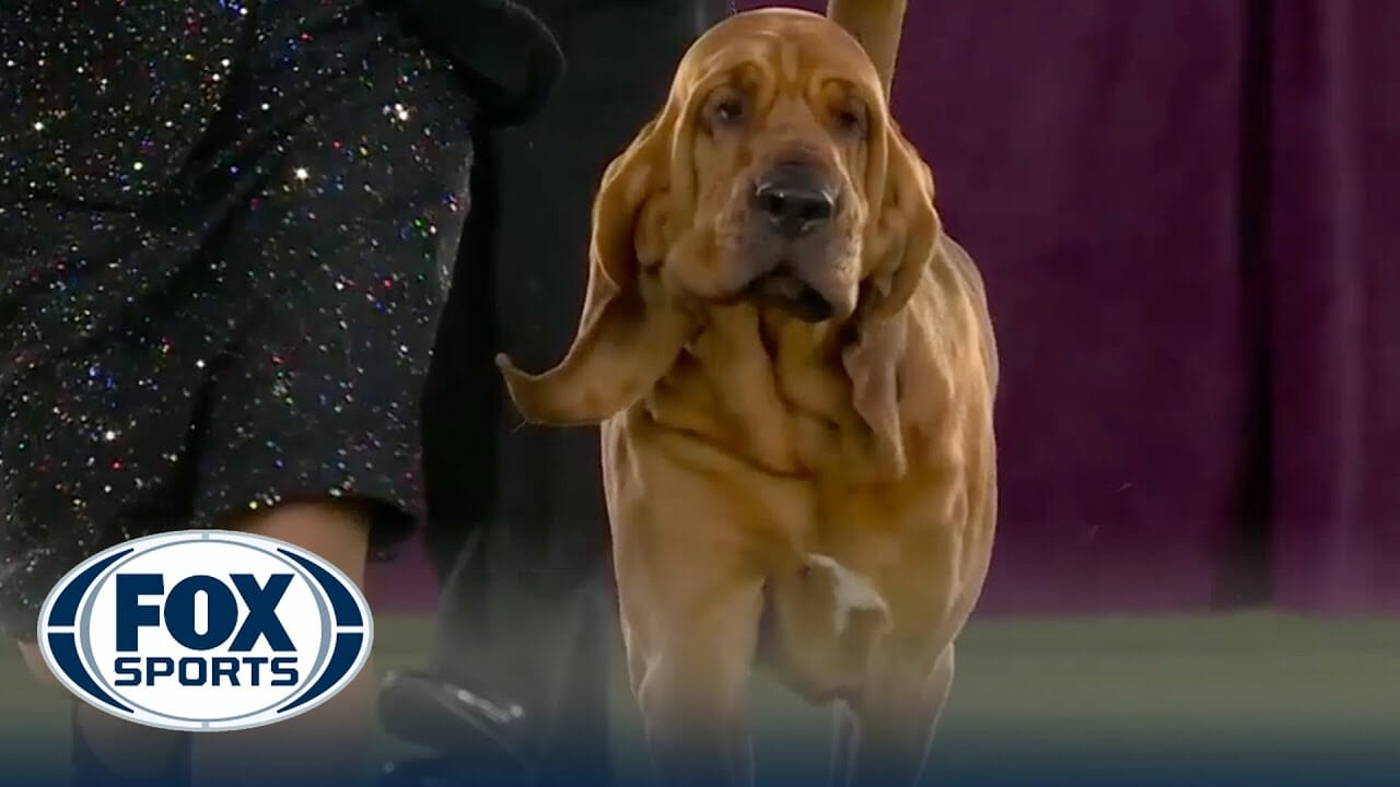 Trumpet the Bloodhound wins the Hound Group Westminster Kennel Club