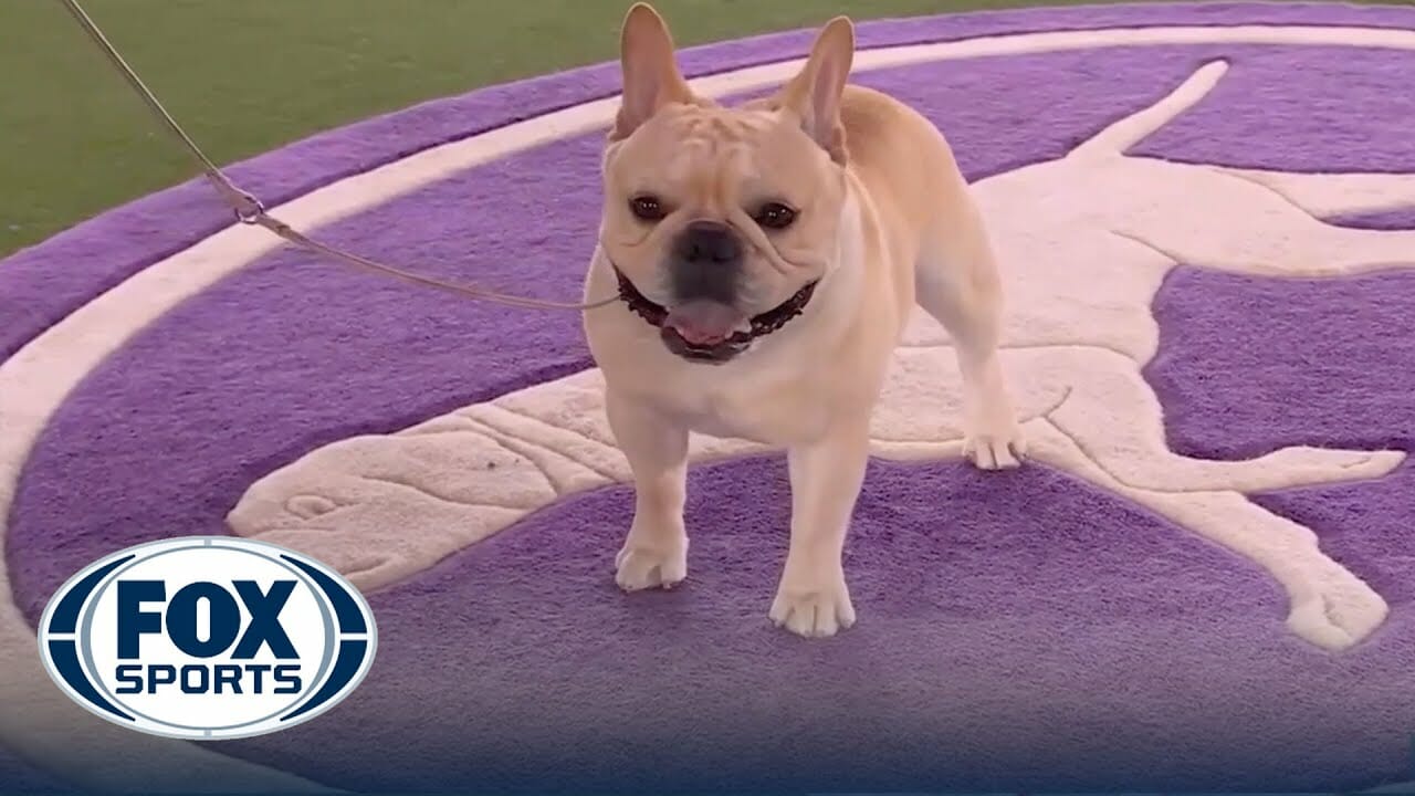 Winston the French Bulldog wins the NonSporting Group Westminster