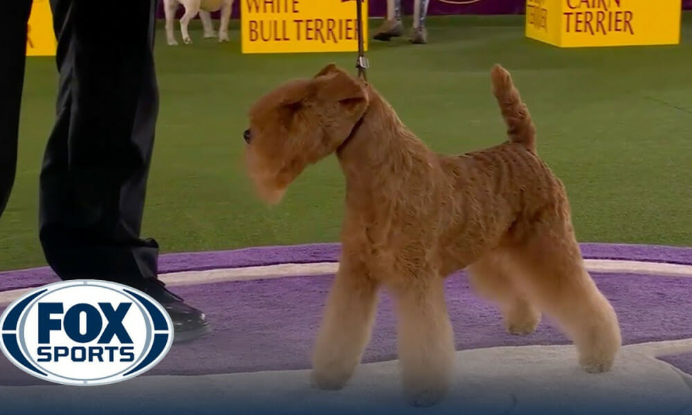 MM the Lakeland Terrier wins the Terrier Group Westminster Kennel