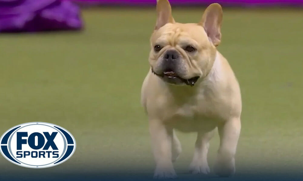 Winston the French Bulldog wins the WKC NonSporting Group